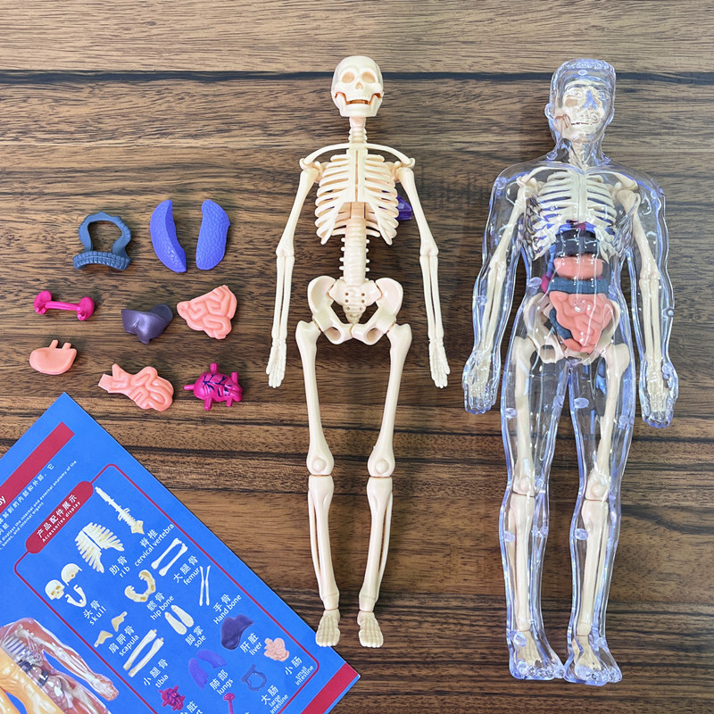 Model Kit Fantasy - 3D โครงกระดูกมนุษย์ออร์แกน Anatomy Scientific Model Kit
